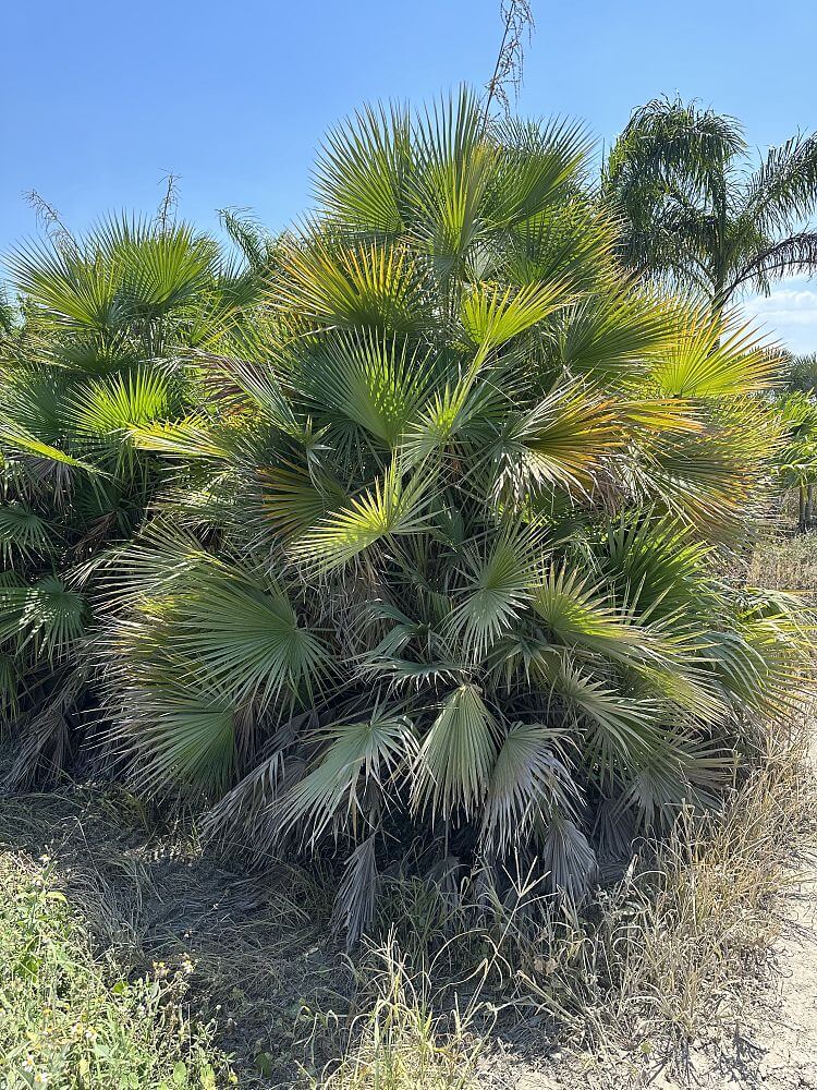 Everglades Palm, Paurotis Palm